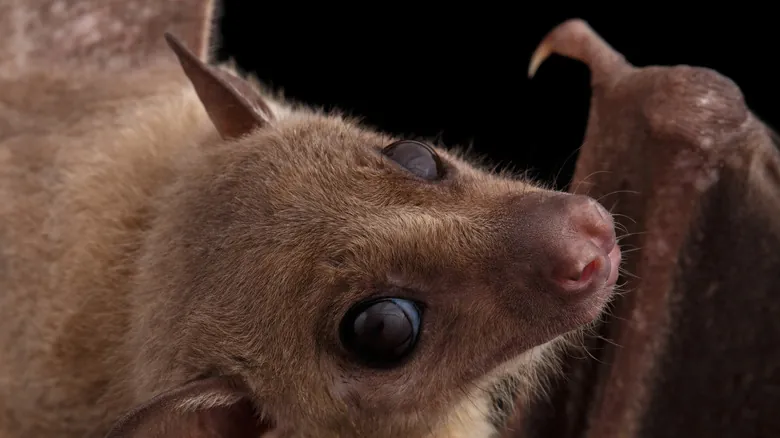 Cocodrilos Naranja de Cueva: La Increíble Adaptación y Resistencia de un Fósil Viviente
