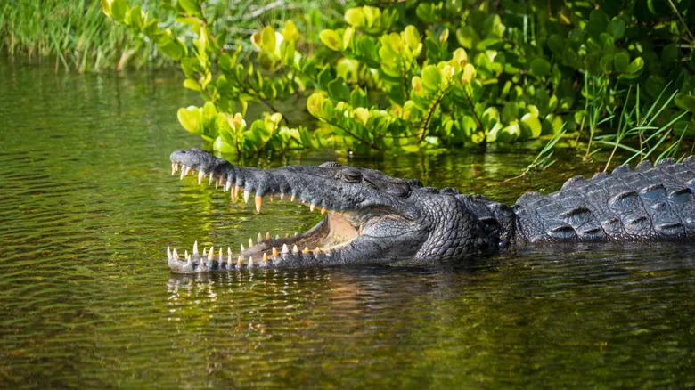Cocodrilos vs. Caimanes: Desentrañando sus Diferencias, Hábitats y Coexistencia Única