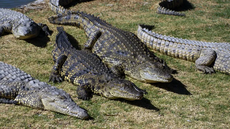 Cocodrilos vs. Caimanes: Diferencias y la Asombrosa Longevidad de Henry, el Cocodrilo del Nilo Más Antiguo