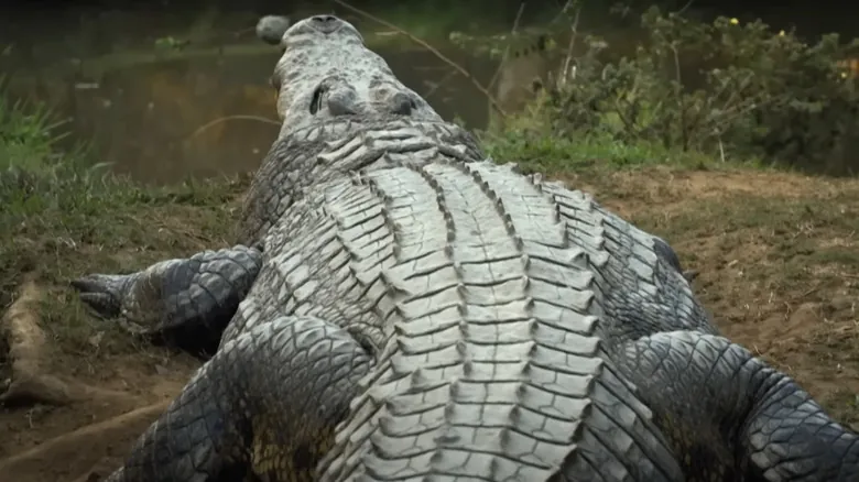 Cocodrilos vs. Caimanes: Diferencias y la Asombrosa Longevidad de Henry, el Cocodrilo del Nilo Más Antiguo