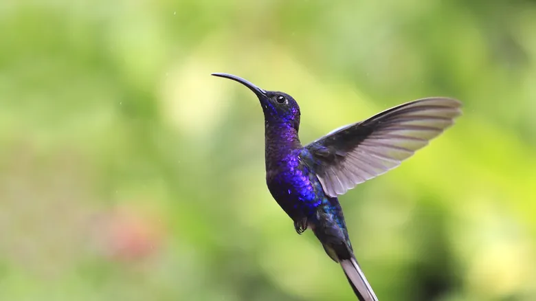 Cómo Atraer Colibríes a tu Jardín con Bananas Maduras: Un Secreto Natural y Efectivo
