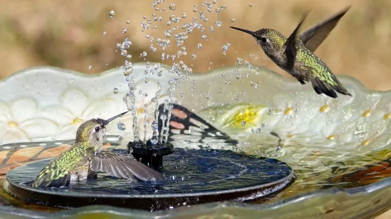 Cómo Atraer Colibríes a tu Jardín con Bananas Maduras: Un Secreto Natural y Efectivo
