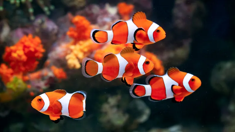 Cómo Duermen los Peces y Otros Animales Marinos: Un Vistazo al Descanso Submarino