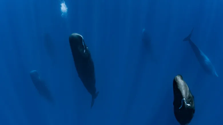Cómo Duermen los Peces y Otros Animales Marinos: Un Vistazo al Descanso Submarino