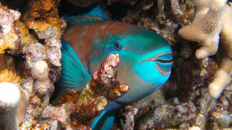 Cómo Duermen los Peces y Otros Animales Marinos: Un Vistazo al Descanso Submarino