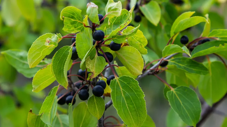 Cómo las Plantas Nativas Transforman la Lucha Contra el Espino Cerval Invasor: Una Guía para la Restauración Ecológica