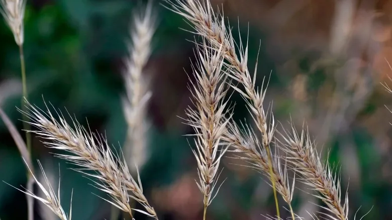 Cómo las Plantas Nativas Transforman la Lucha Contra el Espino Cerval Invasor: Una Guía para la Restauración Ecológica