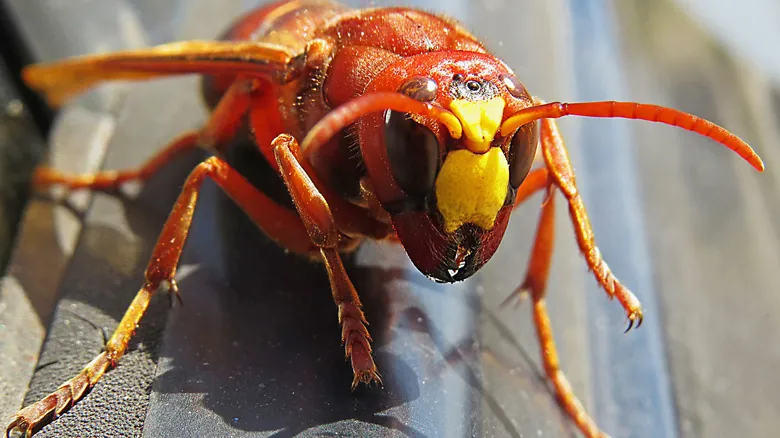 Control y Erradicación de Especies Invasoras: Casos de Éxito Impactantes