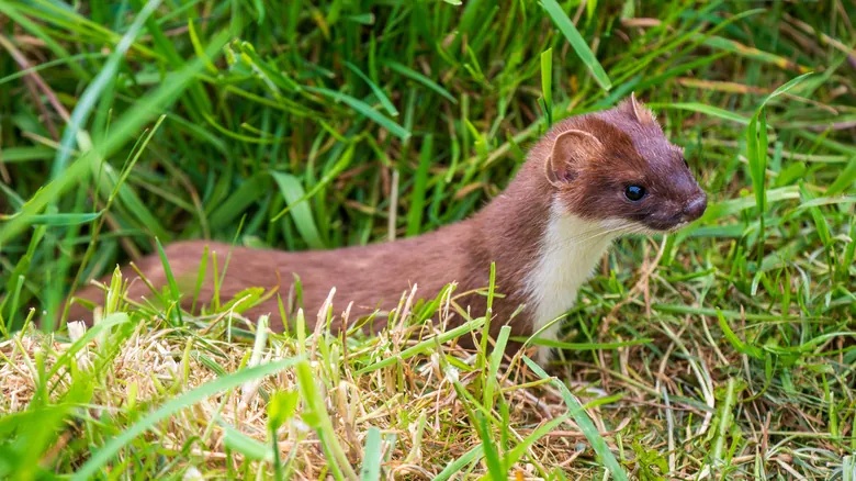 Control y Erradicación de Especies Invasoras: Casos de Éxito Impactantes