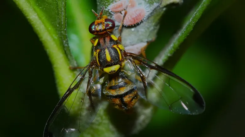 Control y Erradicación de Especies Invasoras: Casos de Éxito Impactantes