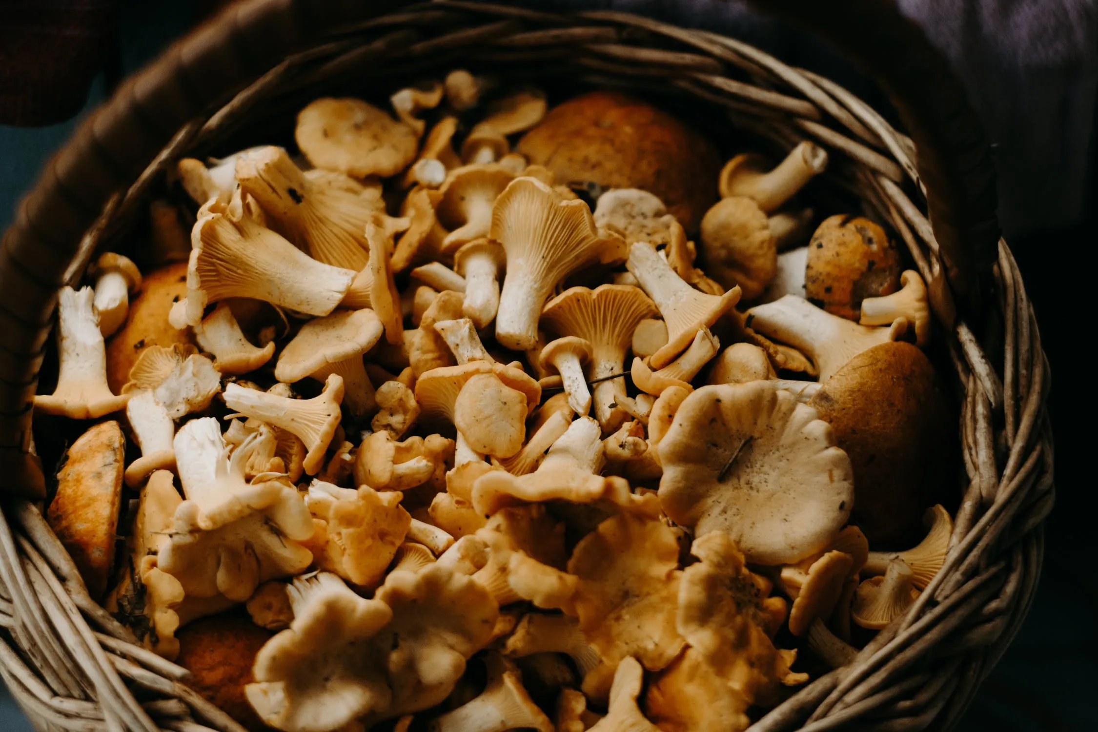 Cultivo Casero de Hongos: Guía Definitiva y Beneficios para la Salud