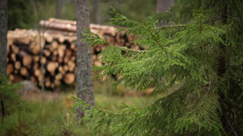 Deforestación y sus Impactos Críticos en el Ecosistema Global: Una Guía Completa