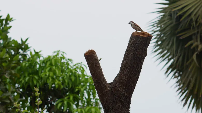 Deforestación y sus Impactos Críticos en el Ecosistema Global: Una Guía Completa