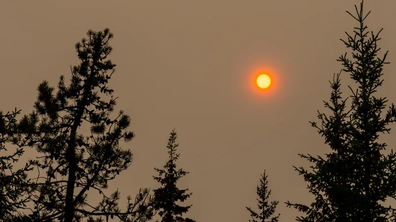 Deforestación y sus Impactos Críticos en el Ecosistema Global: Una Guía Completa