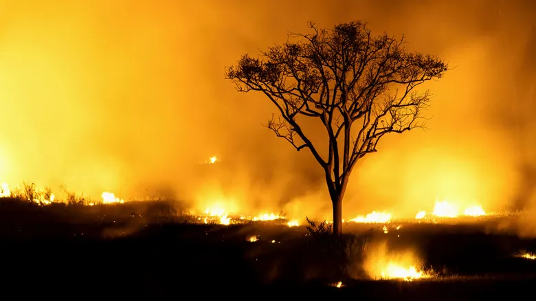 Deforestación y sus Impactos Críticos en el Ecosistema Global: Una Guía Completa