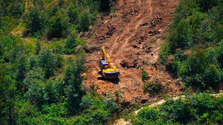 Deforestación y sus Impactos Críticos en el Ecosistema Global: Una Guía Completa