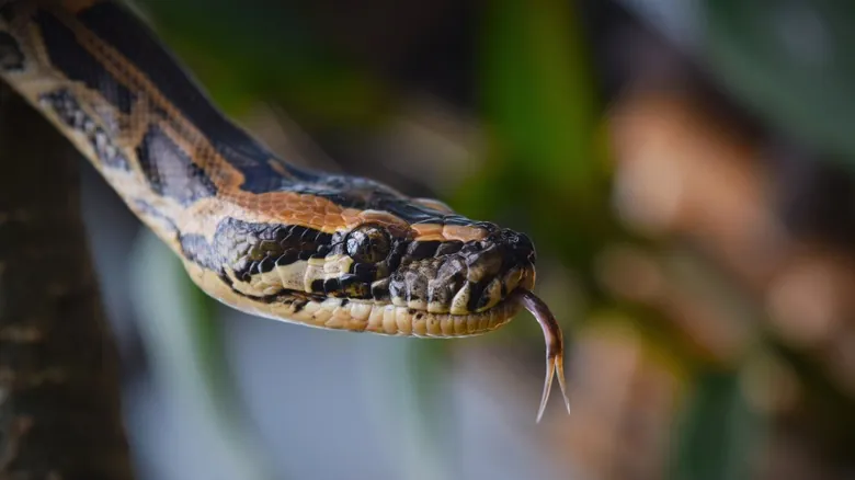 Depredadores Sorprendentes: ¿Qué Animales Amenazan a los Imponentes Cocodrilos y Caimanes?