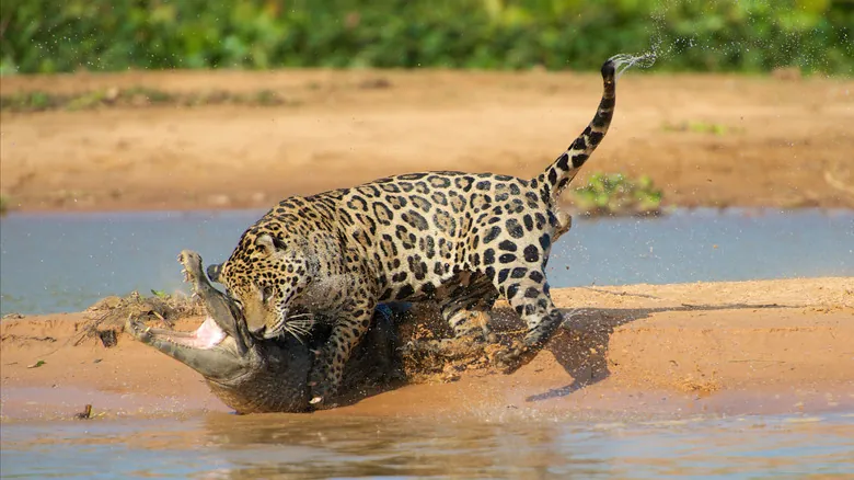 Depredadores Sorprendentes: ¿Qué Animales Amenazan a los Imponentes Cocodrilos y Caimanes?