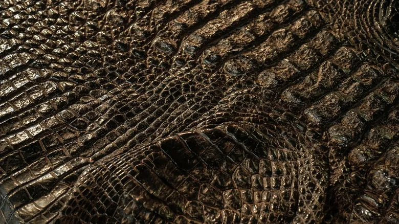 Depredadores Sorprendentes: ¿Qué Animales Amenazan a los Imponentes Cocodrilos y Caimanes?