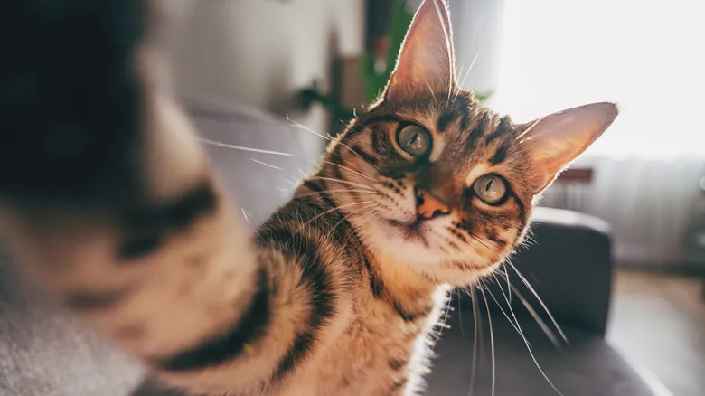 Descubre al Gato de Patas Negras: El Depredador Felino Más Eficaz del Planeta
