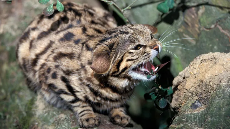 Descubre al Gato de Patas Negras: El Depredador Felino Más Eficaz del Planeta