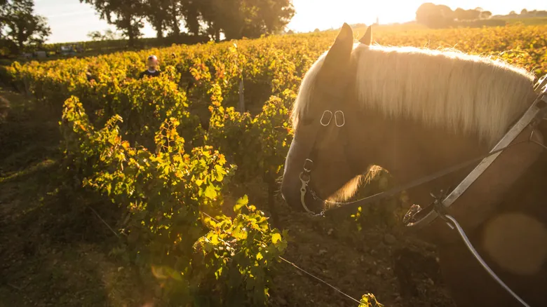 Descubre Château Le Puy: Historia, Biodinámica y la Excelencia del Vino de Bordeaux