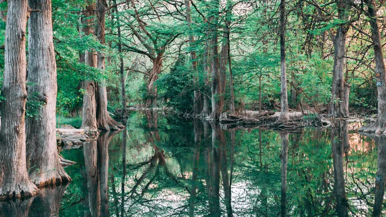 Descubre el Encanto Natural: Una Guía Imprescindible de Texas Hill Country
