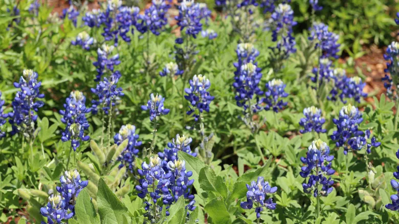 Descubre el Encanto Natural: Una Guía Imprescindible de Texas Hill Country
