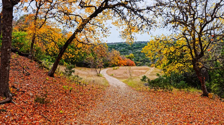 Descubre el Encanto Natural: Una Guía Imprescindible de Texas Hill Country