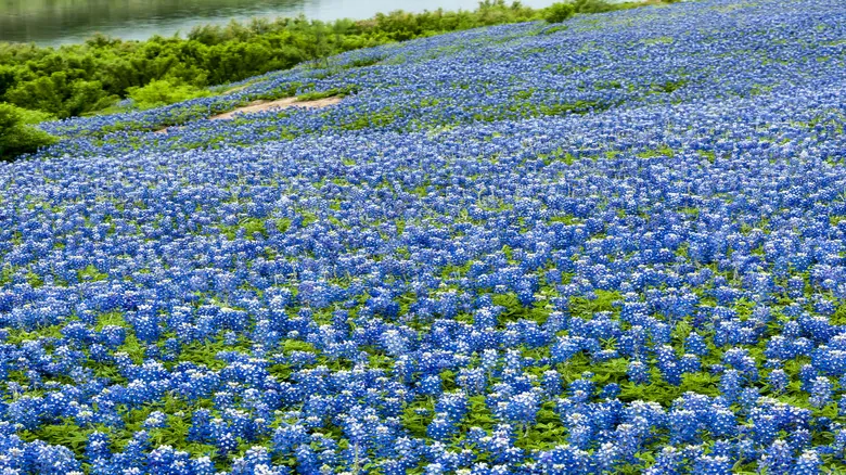 Descubre el Encanto Natural: Una Guía Imprescindible de Texas Hill Country