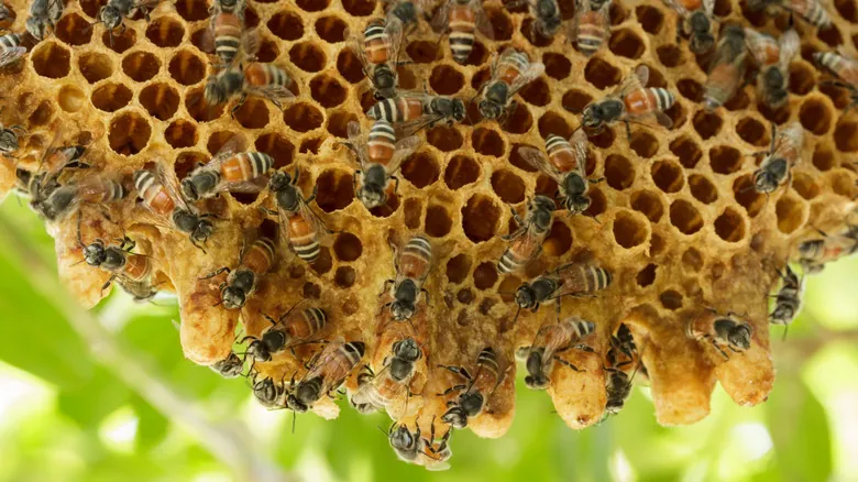 Descubre el Milagro de la Miel: Proceso, Propósito y el Rol Vital de las Abejas