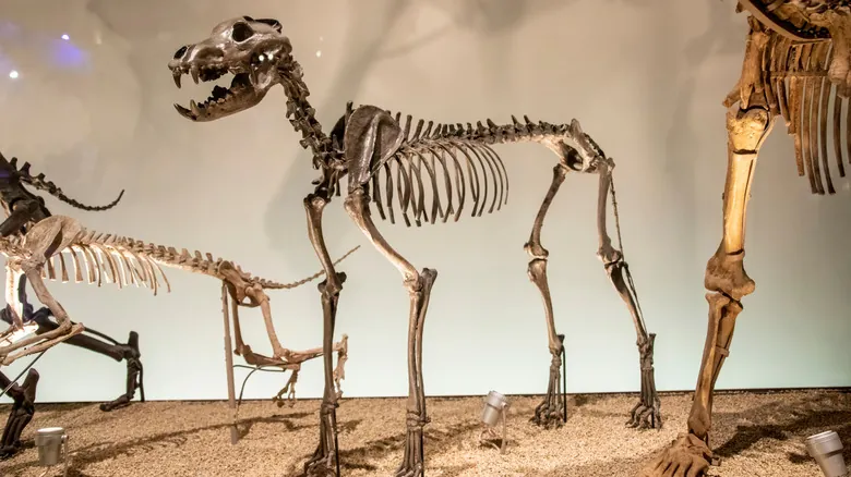 Descubre las Criaturas Terrestres Prehistóricas Más Imponentes: Un Viaje al Pasado