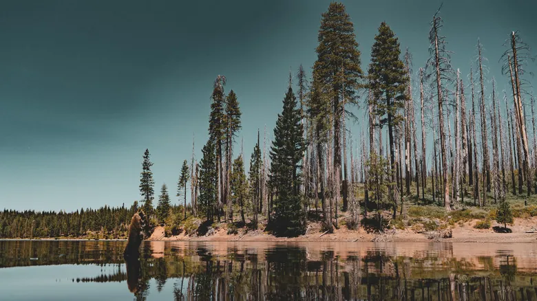 Descubre Stumpy Meadows: Un Paraíso Natural Lejos de las Multitudes de Tahoe