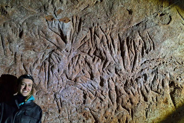 Descubren Megatúneles Prehistóricos en Brasil: La Imponente Obra del Perezoso Gigante