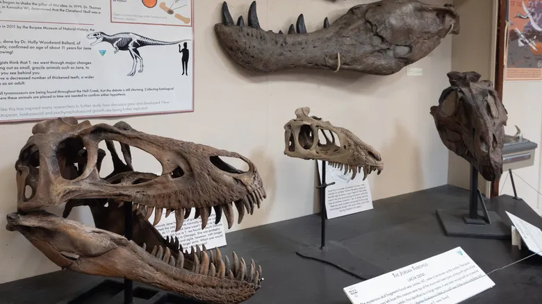 Descubriendo Fósiles: Los Mejores Yacimientos Prehistóricos en Estados Unidos para Exploradores