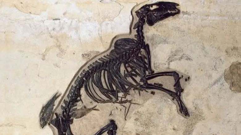 Descubriendo Fósiles: Los Mejores Yacimientos Prehistóricos en Estados Unidos para Exploradores