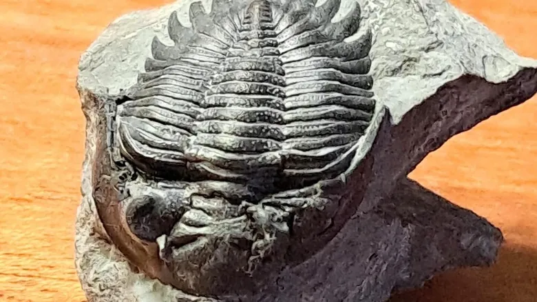 Descubriendo Fósiles: Los Mejores Yacimientos Prehistóricos en Estados Unidos para Exploradores