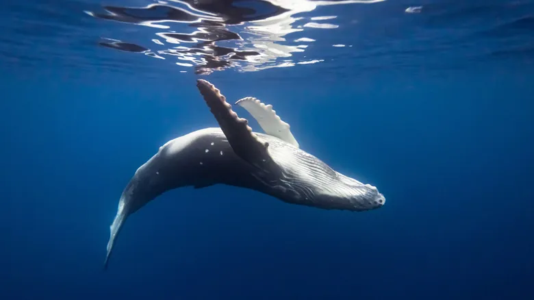 Descubriendo la Complejidad del Lenguaje Animal: El Asombroso Caso de las Ballenas Jorobadas y la Ley de Zipf