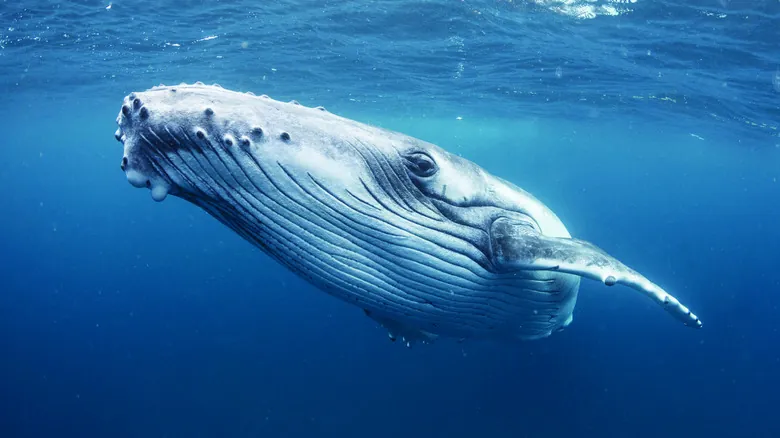 Descubriendo la Complejidad del Lenguaje Animal: El Asombroso Caso de las Ballenas Jorobadas y la Ley de Zipf