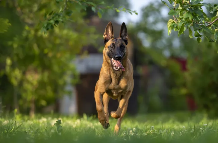 Descubriendo la Inteligencia Canina: El Malinois Belga Lidera