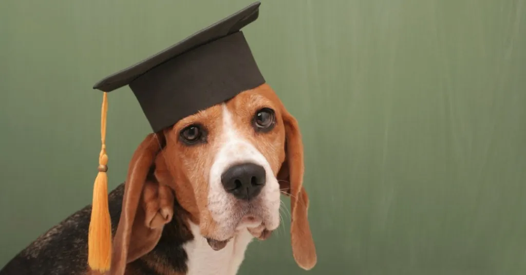 Descubriendo la Inteligencia Canina: El Malinois Belga Lidera