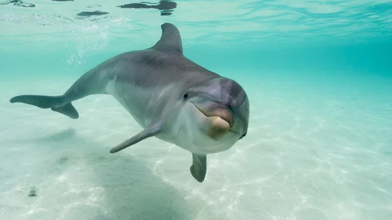 Descubriendo la Química del Océano: ¿Los Delfines se Drogan con Pez Globo?