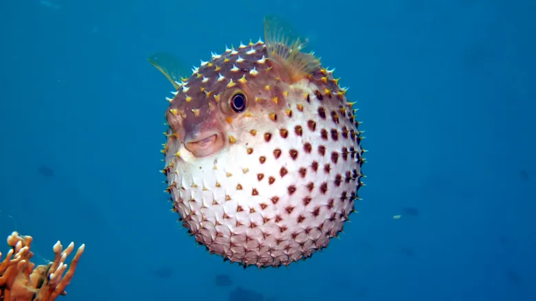 Descubriendo la Química del Océano: ¿Los Delfines se Drogan con Pez Globo?