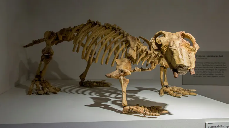 Descubriendo los Dicynodontes: Gigantes Prehistóricos y el Legado Paleontológico Indígena