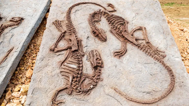 Descubriendo los Dinosaurios Más Pequeños: Una Mirada a los Gigantes Minúsculos del Pasado