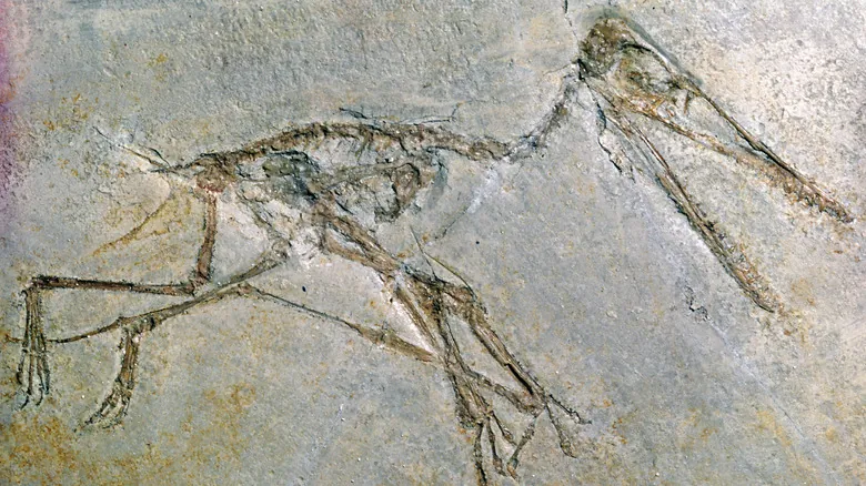 Descubriendo los Dinosaurios Más Pequeños: Una Mirada a los Gigantes Minúsculos del Pasado