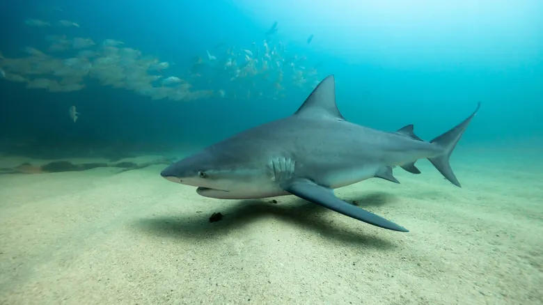 Desmintiendo el Mito: ¿Es Posible la Presencia de Tiburones en los Grandes Lagos?