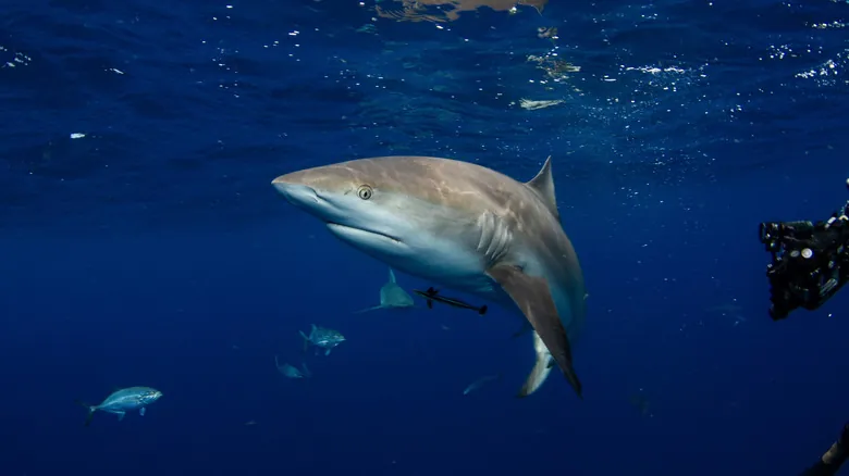 Desmintiendo el Mito: ¿Es Posible la Presencia de Tiburones en los Grandes Lagos?