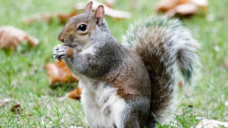 Desvelando los Secretos de la Cola de la Ardilla: Equilibrio, Supervivencia y Comunicación Animal