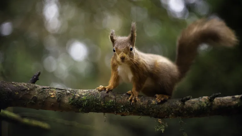 Desvelando los Secretos de la Cola de la Ardilla: Equilibrio, Supervivencia y Comunicación Animal